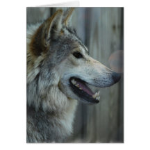 Mexican Wolf Greeting Card