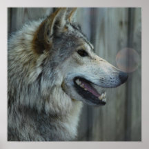 Mexican Wolf Poster