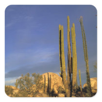 Mexico, Baja del Norte, Catavina Desert National