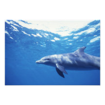 Mexico, Cozumel. Bottlenosed Dolphin, Tursiops 3 Photograph