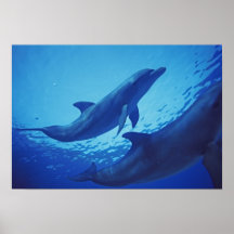 Mexico, Cozumel. Bottlenosed Dolphin, Tursiops Print