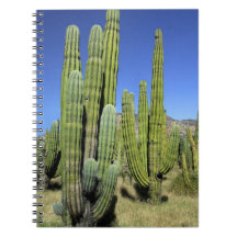 Mexico, Sonora, San Carlos. Saguaro & Organ Pipe Spiral Note Book