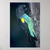 Meyer's Parrot Poster