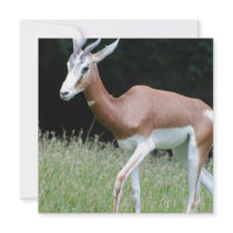 Mhorr Gazelle Invitations