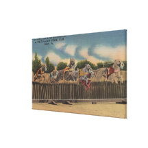 Miami, FL - Greyhound Dog Race at Kennel Club Gallery Wrapped Canvas