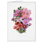 Michaelmas Dasies (Asters) Cards