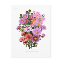 Michaelmas Dasies (Asters) Postcard