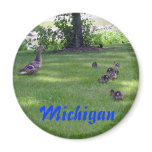 Michigan Ducklings magnets