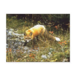 Michigan Fox Postcard