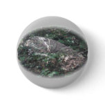 Micrathena Spider Orb Web Coordinating Items Pinback Buttons