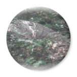 Micrathena Spider Orb Web Coordinating Items Fridge Magnet