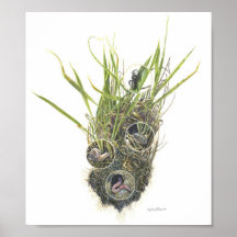 Microhabitat Print