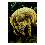 Microscopic Arthropod Acari Mite Lorryia Formosa cards