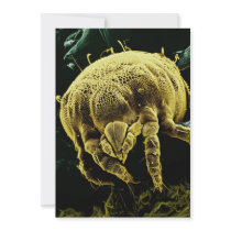Microscopic Arthropod Acari Mite Lorryia Formosa