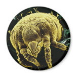 Microscopic Arthropod Acari Mite Lorryia Formosa magnets