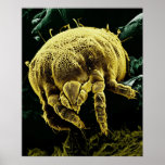 Microscopic Arthropod Acari Mite Lorryia Formosa posters