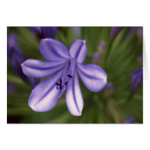 Microscopic View Greeting Card