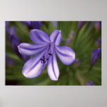 Microscopic View Poster