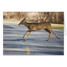 Middle Of The Road Greeting Card