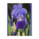 Midinight Iris Floral Postcard