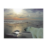 Midnight sun & polar bear, Arctic Ocean Post Cards