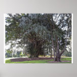 Mighty Hawaiian Banyan Tree Posters