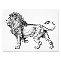 Mighty Lion Sketch Photographic Print