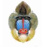 Mighty Mandrill Baboon T-Shirt