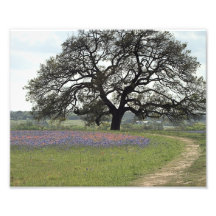 Mighty Oak Art Photo