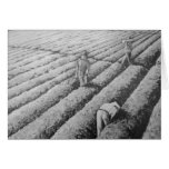 Migrant Mexican Strawberry Pickers cards