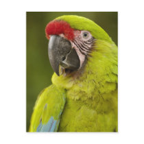 Military macaw (Ara militaris) CAPTIVE. Amazon
