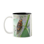 Milkweed Bug Families Mug