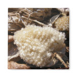 Milkweed Fluff ~ magnet