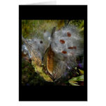 Milkweed Pod Frenzy cards