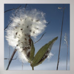 Milkweed Seeds and Pods posters