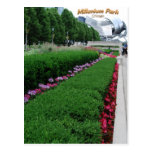 Millenium Park Flowers Post Card