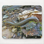 Millipede (Narceus americanus) Mousepad