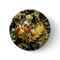 Millipede Polydesmida (Sigmoria aberrans) Items Pinback Buttons