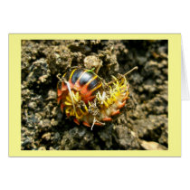 Millipede Polydesmida (Sigmoria aberrans) Items Card