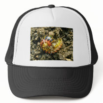 Millipede Polydesmida (Sigmoria aberrans) Items Mesh Hat