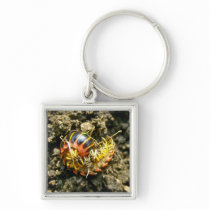 Millipede Polydesmida (Sigmoria aberrans) Items Key Chain
