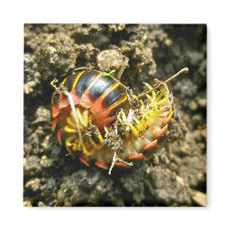 Millipede Polydesmida (Sigmoria aberrans) Items Fridge Magnet