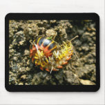 Millipede Polydesmida (Sigmoria aberrans) Items mousepads
