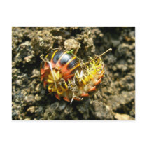 Millipede Polydesmida (Sigmoria aberrans) Items Post Cards