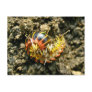 Millipede Polydesmida (Sigmoria aberrans) Items Post Cards