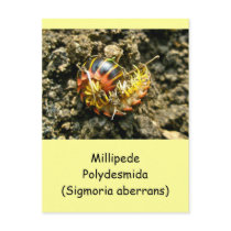 Millipede Polydesmida (Sigmoria aberrans) Items Postcards