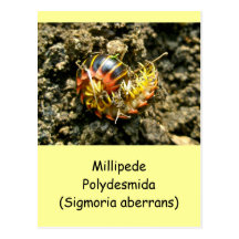 Millipede Polydesmida (Sigmoria aberrans) Items Postcards