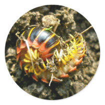 Millipede Polydesmida (Sigmoria aberrans) Items Round Sticker