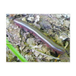Millipede Postcard