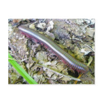 Millipede Postcard